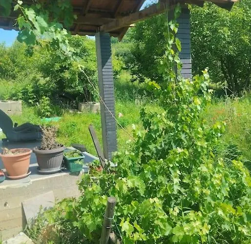 Salter 베오그라드